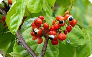 Guarana